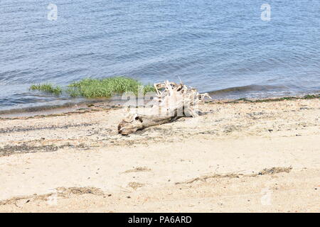 Driftwood on a sandy beach Banque D'Images