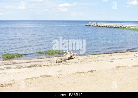 Driftwood on a sandy beach Banque D'Images