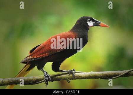Montezuma Oropendola au Costa Rica Banque D'Images