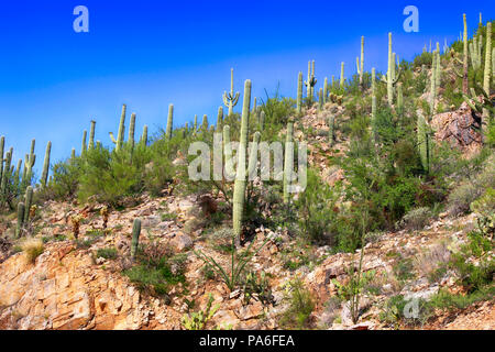 Les cactus qui poussent sur la zone inférieure du mont Lemmon en Arizona Banque D'Images