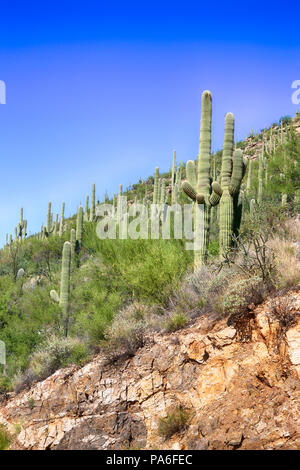 Les cactus qui poussent sur la zone inférieure du mont Lemmon en Arizona Banque D'Images