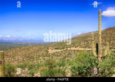 Cactus poussant dans la région des îles de la Sky de la zone basse du Mont Lemmon en Arizona Banque D'Images