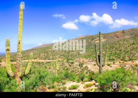 Cactus poussant dans la région des îles de la Sky de la zone basse du Mont Lemmon en Arizona Banque D'Images