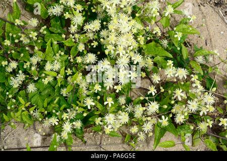 Travellers Joy ou Vieux Mans fleurs Clematis Vitalba barbe Banque D'Images