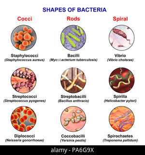 Les bactéries de différentes formes, ordinateur illustration montrant trois formes principales de bactéries sphériques (coques) -, par exemple, Staphylococcus aureus ; rod-comme, par exemple, Mycobacterium tuberculosis, et spirale, par exemple, Campylobacter jejuni. Banque D'Images