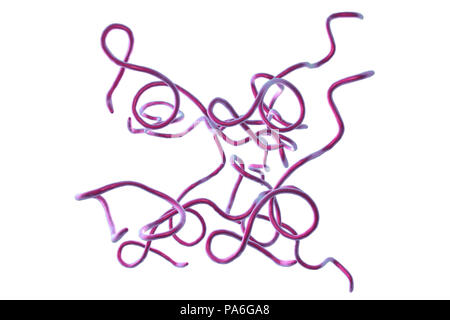 La bactérie de la maladie de Lyme. Illustration d'ordinateur de Borrelia burgdorferi les bactéries, la cause de la maladie de Lyme chez les humains. Ces bactéries en forme de spirale spirochaete sont transmis aux humains par les morsures de tiques Ixodes ricinus couramment en Europe et Ixodes pacificus en Amérique du Nord. Les tiques peuvent infester les chiens domestiques. Les symptômes de la maladie de Lyme : lésions de la peau, des douleurs musculaires, des troubles neurologiques et des anomalies cardiaques, et l'arthrite. Le traitement comprend des médicaments corticostéroïdes et d'antibiotiques. Banque D'Images