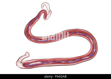 Brugia malayi illustration de l'ordinateur, un ver nématode parasitaire et cause des droits de la filariose lymphatique (éléphantiasis). Brugia malayi est l'un des cinq types de ver nématode qui cause les droits de la filariose. Ils sont répartis par les insectes suceurs de sang. Les vers puis envahissent le système lymphatique humain pour produire des milliers de larves qui se propager dans le corps. Banque D'Images