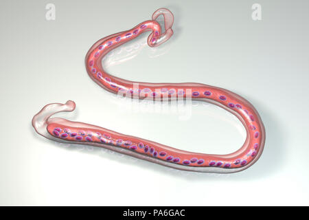Brugia malayi illustration de l'ordinateur, un ver nématode parasitaire et cause des droits de la filariose lymphatique (éléphantiasis). Brugia malayi est l'un des cinq types de ver nématode qui cause les droits de la filariose. Ils sont répartis par les insectes suceurs de sang. Les vers puis envahissent le système lymphatique humain pour produire des milliers de larves qui se propager dans le corps. Banque D'Images