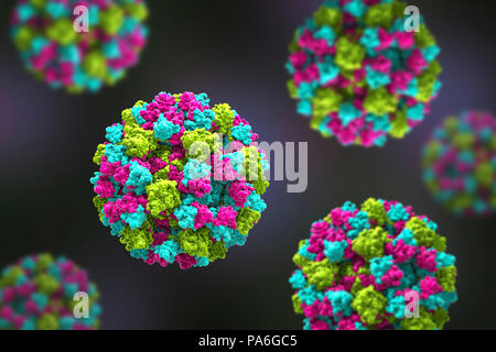 Les Norovirus, illustration de l'ordinateur. Le norovirus est un genre d'ARN (acide ribonucléique) virus (de la famille des Caliciviridae), qui sont responsables d'environ la moitié de tous les cas de gastro-entérite dans le monde entier. La maladie se caractérise par des nausées, vomissements, diarrhée et douleurs abdominales. La diarrhée résulte en une perte de liquide et de la déshydratation, qui peut entraîner la mort chez les jeunes, les personnes âgées et les personnes immunodéprimées si elle n'est pas traitée rapidement. Banque D'Images