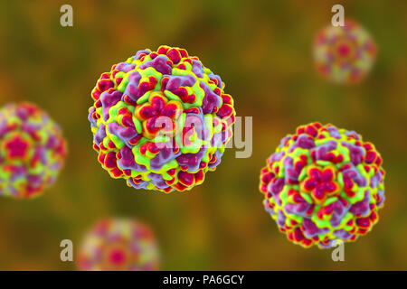 Le rhinovirus, illustration de l'ordinateur. Le rhinovirus infecte les voies respiratoires supérieures et est la cause du rhume. Elle se propage par la toux et les éternuements. Banque D'Images