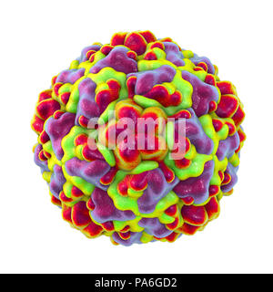 Le rhinovirus, illustration de l'ordinateur. Le rhinovirus infecte les voies respiratoires supérieures et est la cause du rhume. Elle se propage par la toux et les éternuements. Banque D'Images