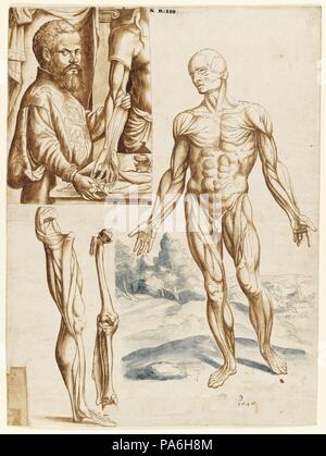 Écorché avec Portrait d'Andreas Vesalius (1514-1564). Musée : Germanisches Nationalmuseum, Nuremberg. Banque D'Images