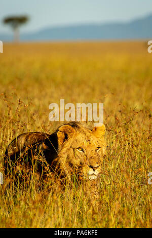 Young male lion dans la lumière du soleil la marche dans l'herbe dans le Masai Mara Banque D'Images