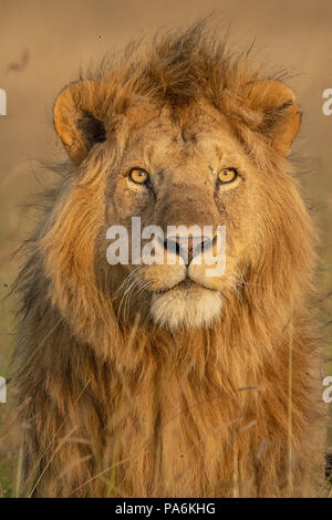 La crinière d'un lion mâle adulte et alerte les yeux dans le soleil couchant dans la prairie dans le Masai Mara au Kenya préserver Banque D'Images