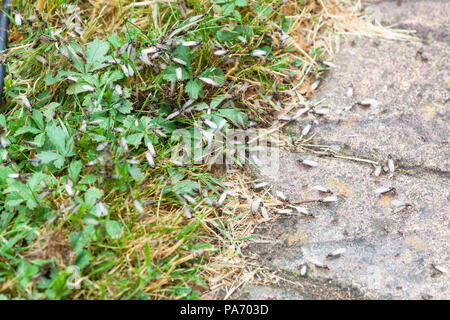 Ashford, Kent, UK. Jul 20, 2018. Une infestation de fourmis voler dans le jardin qui entoure cette maison à Hamstreet, Ashford © Paul Lawrenson, 2018 Crédit photo : PAL / Alamy Images Live News Banque D'Images