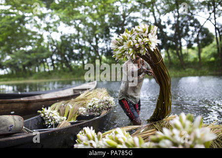 Dhaka, Bangladesh. 21 juillet, 2018. DHAKA, BANGLADESH - 21 juillet : peuple bangladais de l'eau de lily pour les vendre en marché près de Dhaka, Bangladesh, le 21 juillet 2018.Près des trois quarts de la population vit dans les zones rurales. Les familles dans les régions rurales du Bangladesh comptent principalement sur l'agriculture, de la volaille et de la pêche pour leur revenu quotidien.au Sommet mondial sur le développement durable 25 septembre 2015, Crédit : ZUMA Press, Inc./Alamy Live News Banque D'Images