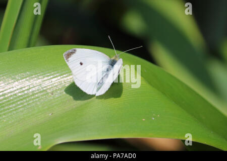 Surrey Wisley UK. 21 juillet 2018. Un petit chou blanc ou White (Pieris rapae) vu à Wisley Gardens sur le deuxième jour du grand nombre de papillons 2018. Le compte est sur jusqu'au 12 août. Credit : Julia Gavin/Alamy Live News Banque D'Images