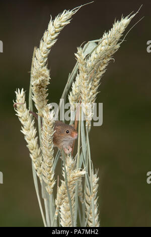 Une très petite souris récolte pairs de derrière les épis de blé en format vertical Banque D'Images