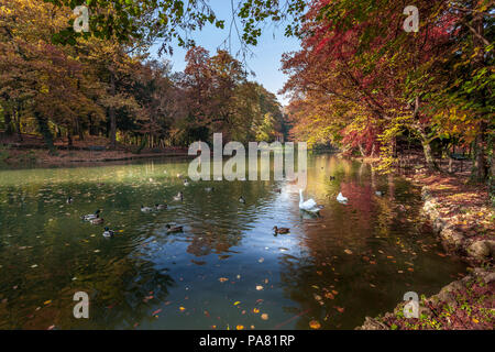 Scène d'automne au bord du lac dans le Parco di Monza Banque D'Images