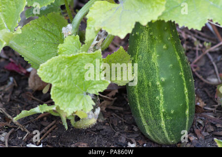 Une maturation concombre dodus sur la vigne, enshrouded par feuilles. Banque D'Images