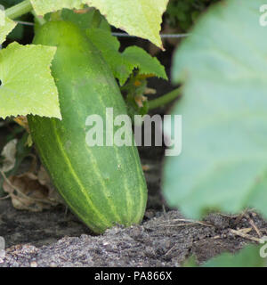 Un concombre dodus organiquement de maturation sur la vigne. Banque D'Images