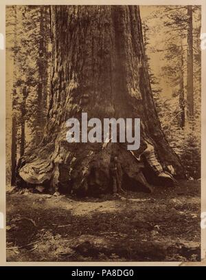 L'article du grizzly géant avec Galen Clark, Mariposa Grove, Yosemite. Artiste : Carleton E. Watkins (Américain, 1829-1916). Dimensions : Image : 5/8 × 15 20 11/16 in. (52,4 × 39,8 cm) feuille : 23 × 19 13/16 1/16 in. (60,5 × 48,4 cm). Date : 1865-1866. Musée : Metropolitan Museum of Art, New York, USA. Banque D'Images