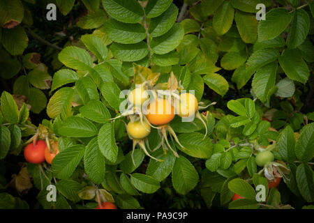 Orange et rose jaune hanches contre les feuilles vertes sur une rose sauvage dans le centre de Lancaster Banque D'Images