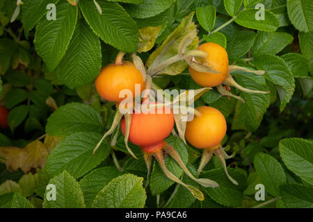 Orange et rose jaune hanches contre les feuilles vertes sur une rose sauvage dans le centre de Lancaster Banque D'Images