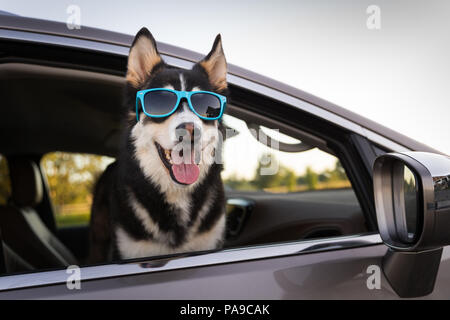 Chien Husky lunettes en équitation dans un mini-van en été Banque D'Images