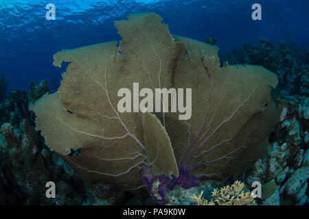 Gorgonia flabellum venezuela - Los Roques Banque D'Images