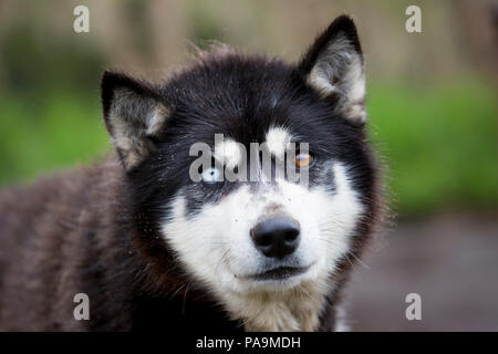 Husky de Sibérie, Russie Banque D'Images