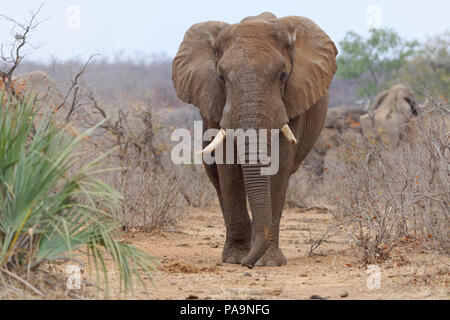 Bush africain elephant (Loxodonta africana), bull elephant adultes marcher le long d'un chemin, les oreilles ouvertes, Kruger National Park, Afrique du Sud, l'Afrique Banque D'Images