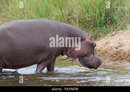 Hippopotame (Hippopotamus amphibius) sortir de l'eau de l'Olifants River, Kruger National Park, Afrique du Sud, l'Afrique Banque D'Images