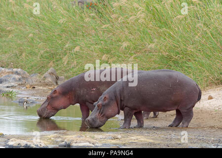 L'Hippopotame (Hippopotamus amphibius) Eau potable à l'Olifants River, Kruger National Park, Afrique du Sud, l'Afrique Banque D'Images