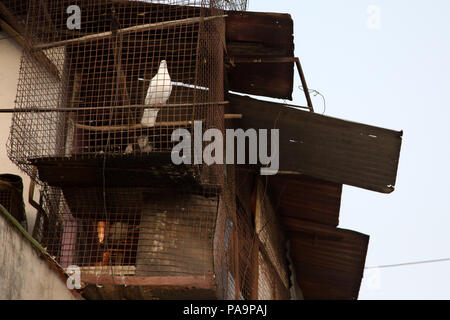 Colombe blanche dans une cage à l'Arif Nagar, près de l'ancien complexe industriel de l'Union Carbide, à Bhopal, Inde Banque D'Images