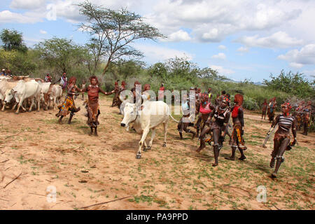 Hamer les femmes apportent les taureaux ensemble au cours de la cérémonie (Ukuli Bull Jumping) rituel par Hamer, l'Éthiopie tribu Hamar Banque D'Images