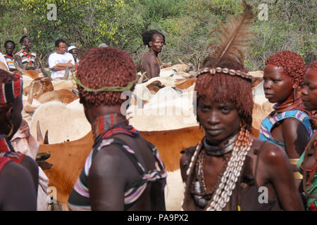 Hamer boy Jumping Bull au cours de cérémonie (rituel Ukuli) par Hamer Hamar, Éthiopie tribu Banque D'Images