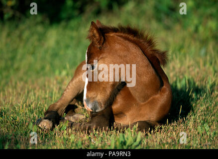 Cheval sauvage de Camargue - POULAIN - Sud France Cheval Camargue - Poulain Equus caballus Banque D'Images