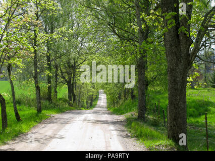 Route de campagne avec arbre 2012 Banque D'Images
