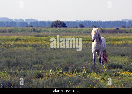 PRE (Pure Race Espagnole) - race espagnole Banque D'Images