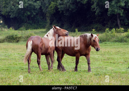 Cheval Comtois - En cours Cheval Comtois - Cours Equs caballus Banque D'Images