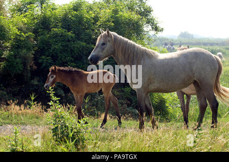 Cheval Camargue - poulain et jument - Cheval Sauvage de Camargue - poulain et mare - Equus caballus Banque D'Images