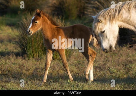 Cheval Camargue - Jument et poulain - Cheval Sauvage de Camargue - Jument et poulain - Equus caballus Banque D'Images