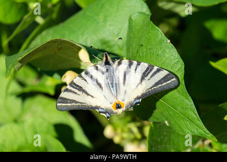 Papillon machaon voile avec pointes endommagées d'ailes est assis sur des feuilles de fève (Iphiclides podalirius) Banque D'Images