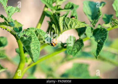 La larve de doryphore mange les feuilles de la pomme de terre (Leptinotarsa decemlineata) Banque D'Images