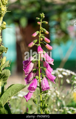 Fleurs violettes de la digitale pourpre avec des taches. Espèce Candy Mountain (Digitalis purpurea) Banque D'Images