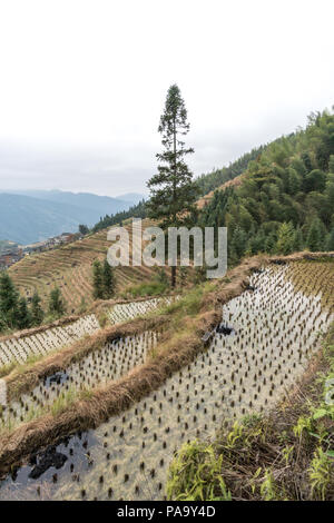 Les champs en terrasses de riz de Wengjia Longsheng longji Chine Hunan Banque D'Images