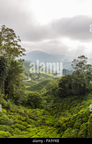 Les plantations de thé dans les Cameron Highlands, Malaisie Banque D'Images