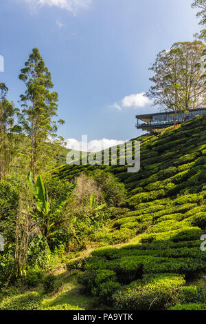 Les plantations de thé dans les Cameron Highlands, Malaisie Banque D'Images