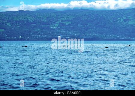 Baleines Pilotes dans les Açores Banque D'Images